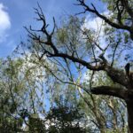 Le dépérissement des cendres déclenche une poussée cachée des émissions de carbone des sols boisés, montre la recherche