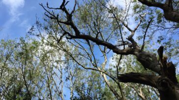 Le dépérissement des cendres déclenche une poussée cachée des émissions de carbone des sols boisés, montre la recherche