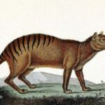 Le génome de la thylacine fournit des indices sur les raisons pour lesquelles elle s'est éteinte