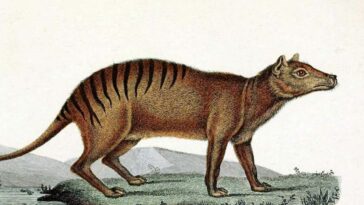 Le génome de la thylacine fournit des indices sur les raisons pour lesquelles elle s'est éteinte