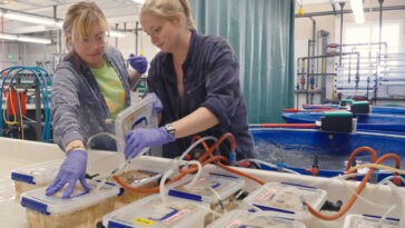 Deux chercheurs portant des gants et des blouse de laboratoire travaillent dans un laboratoire de biologie marine, examinant les conteneurs avec des couvercles étiquetés connectés par des tubes.