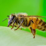 Le superaliment artificiel pour les abeilles stimule la reproduction des colonies