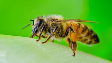 Le superaliment artificiel pour les abeilles stimule la reproduction des colonies