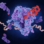 A ribosome (centre) producing a protein (red) from mRNA. The dark purple strands represent transfer RNA, which are also involved in protein production