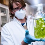 Les algues «biomining» ont exploré les minéraux critiques afin d'améliorer les chaînes d'approvisionnement intérieures Les algues «biomining» ont exploré les minéraux critiques afin d'améliorer les chaînes d'approvisionnement intérieures