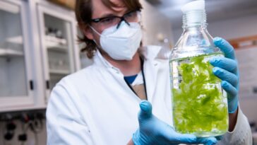 Les algues «biomining» ont exploré les minéraux critiques afin d'améliorer les chaînes d'approvisionnement intérieures