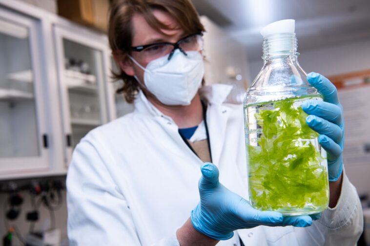 Les algues «biomining» ont exploré les minéraux critiques afin d'améliorer les chaînes d'approvisionnement intérieures Les algues «biomining» ont exploré les minéraux critiques afin d'améliorer les chaînes d'approvisionnement intérieures