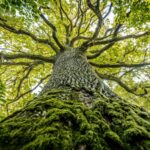 A majestic oak tree seen from the base, its thick trunk covered in moss and reaching up into a canopy of vibrant green leaves. The branches spread wide against a bright sky.; Shutterstock ID 2527834681; purchase_order: -; job: -; client: -; other: -