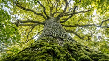 A majestic oak tree seen from the base, its thick trunk covered in moss and reaching up into a canopy of vibrant green leaves. The branches spread wide against a bright sky.; Shutterstock ID 2527834681; purchase_order: -; job: -; client: -; other: -