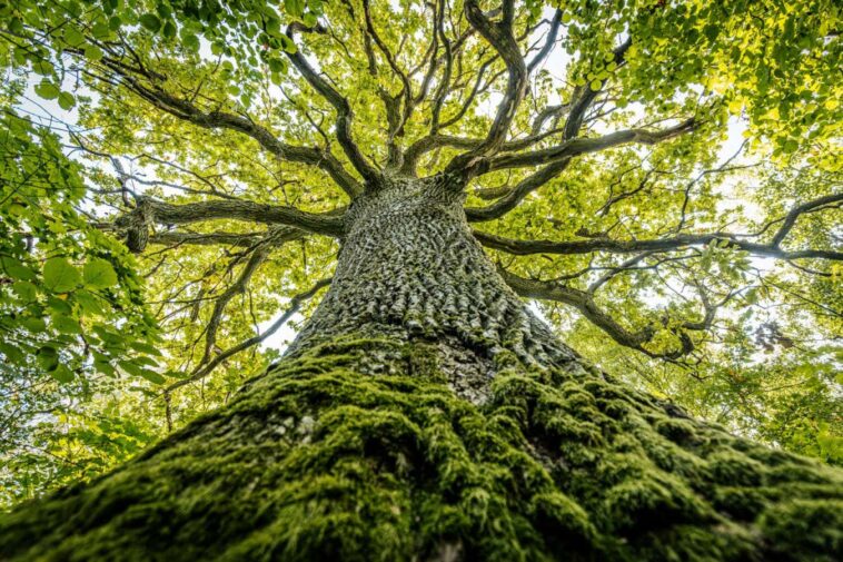 A majestic oak tree seen from the base, its thick trunk covered in moss and reaching up into a canopy of vibrant green leaves. The branches spread wide against a bright sky.; Shutterstock ID 2527834681; purchase_order: -; job: -; client: -; other: -