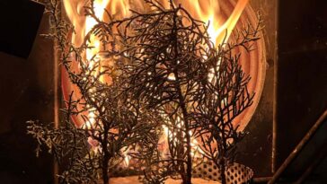 Les arbres peuvent devenir plus inflammables à cause du changement climatique