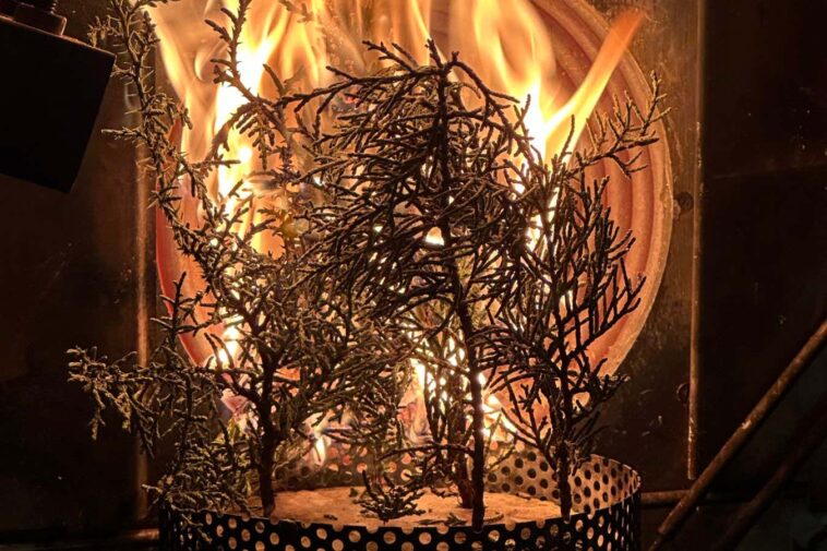 Les arbres peuvent devenir plus inflammables à cause du changement climatique