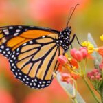 Les automnes chauds pourraient être un conducteur dans le déclin des papillons Monarch