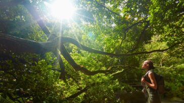 Les bains de forêt peuvent stimuler la santé physique, pas seulement le bien-être mental