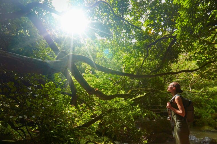 Les bains de forêt peuvent stimuler la santé physique, pas seulement le bien-être mental