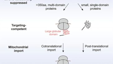 Les biochimistes découvrent de nouvelles règles d'importation de protéines mitochondriales