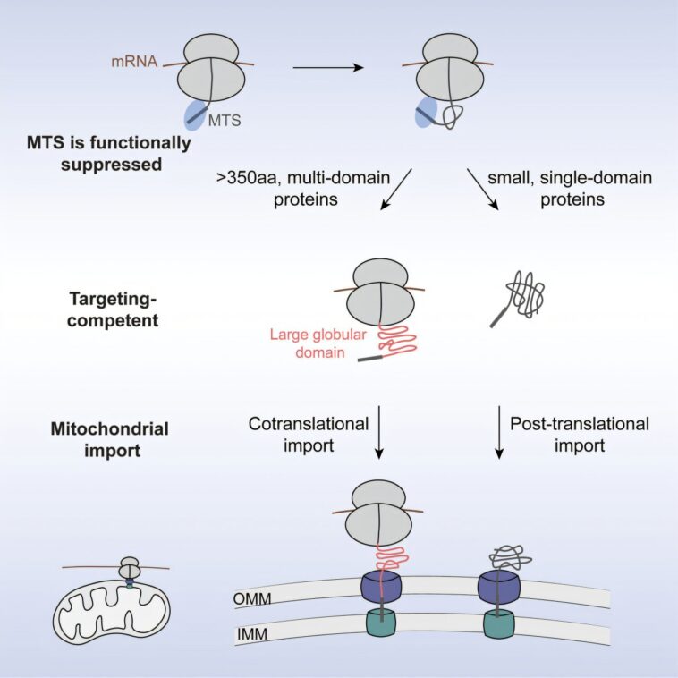 Les biochimistes découvrent de nouvelles règles d'importation de protéines mitochondriales