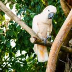 Les cacatoos ont un répertoire de mouvements de danse impressionnant