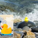 Les canards en caoutchouc immobiliers montrent un polymère hydrogel adhésif sous-marin le plus performant