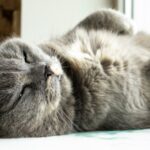 Les chats âgés atteints de démence peuvent avoir des indices pour la maladie d'Alzheimer