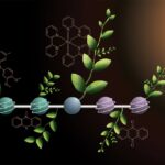 Les chimistes développent une molécule de stockage à quatre charges pour faire progresser la photosynthèse artificielle