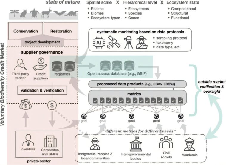 Les crédits de la biodiversité ont besoin de transparence et de réglementation pour avoir un impact et une crédibilité, disent les chercheurs Les crédits de la biodiversité ont besoin de transparence et de réglementation pour avoir un impact et une crédibilité, disent les chercheurs