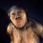 Les dents fossiles peuvent provenir d'une nouvelle espèce d'hominine précoce