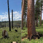 Les forêts gérées par l'industrie sont plus susceptibles d'alimenter