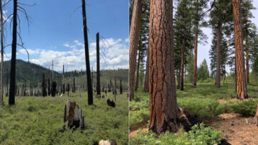 Les forêts gérées par l'industrie sont plus susceptibles d'alimenter