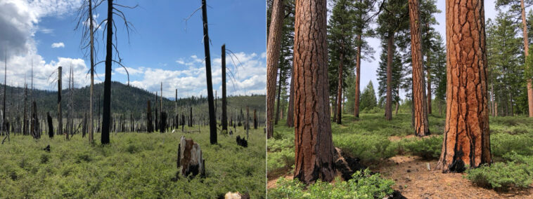 Les forêts gérées par l'industrie sont plus susceptibles d'alimenter