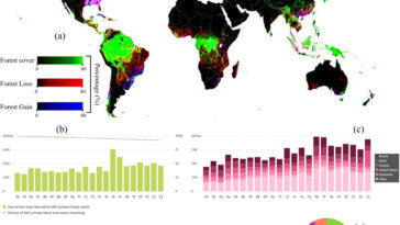 Les forêts mondiales stockent une vaste richesse carbone, mais les systèmes de crédit sous-évaluent leur véritable potentiel, découvre l'étude