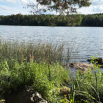 Les lacs peuvent être des puits de carbone, pas des sources, grâce à des rivages négligés Les lacs peuvent être des puits de carbone, pas des sources, grâce à des rivages négligés