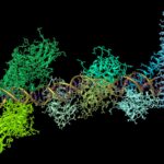 Les médicaments d'ARNm pourraient protéger contre presque tous les types d'infection virale An illustration of the production of the key signalling molecule interferon, produced by a protein complex binding to DNA