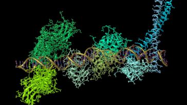 An illustration of the production of the key signalling molecule interferon, produced by a protein complex binding to DNA
