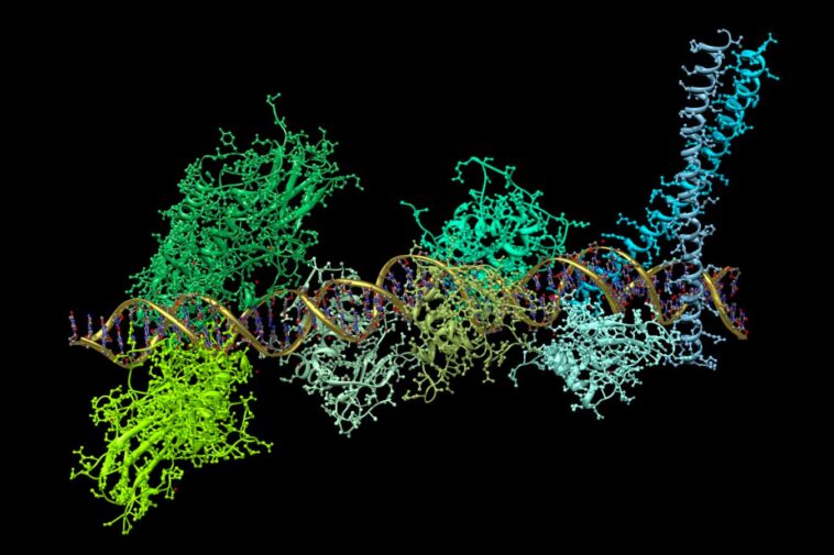 An illustration of the production of the key signalling molecule interferon, produced by a protein complex binding to DNA