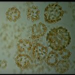 Les microalgues sont plus significatives pour l'absorption de la co₂ dans l'océan austral qu'on ne le pensait précédemment, l'étude révèle