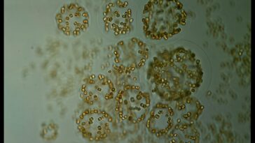 Les microalgues sont plus significatives pour l'absorption de la co₂ dans l'océan austral qu'on ne le pensait précédemment, l'étude révèle