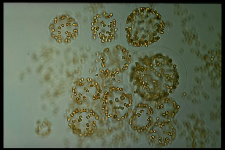 Les microalgues sont plus significatives pour l'absorption de la co₂ dans l'océan austral qu'on ne le pensait précédemment, l'étude révèle Les microalgues sont plus significatives pour l'absorption de la co₂ dans l'océan austral qu'on ne le pensait précédemment, l'étude révèle