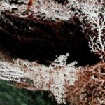 Les microbes profonds pourraient «manger» l'énergie générée par les tremblements de terre