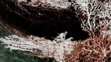 Les microbes profonds pourraient «manger» l'énergie générée par les tremblements de terre