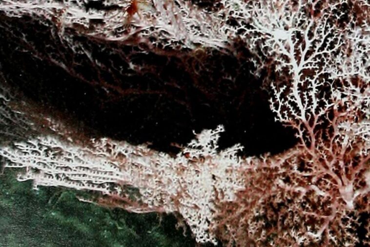 Les microbes profonds pourraient «manger» l'énergie générée par les tremblements de terre