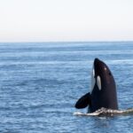 Les nouveaux «Chemicals pour toujours» trouvés dans les baleines de baleine défient notre compréhension des PFAS