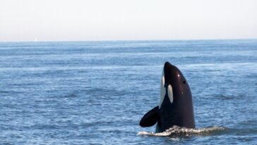 Les nouveaux «Chemicals pour toujours» trouvés dans les baleines de baleine défient notre compréhension des PFAS