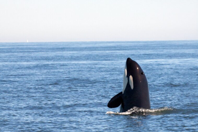 Les nouveaux «Chemicals pour toujours» trouvés dans les baleines de baleine défient notre compréhension des PFAS Les nouveaux «Chemicals pour toujours» trouvés dans les baleines de baleine défient notre compréhension des PFAS