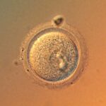 Les œufs humains n'accumulent pas autant de mutations avec l'âge que nous le pensions