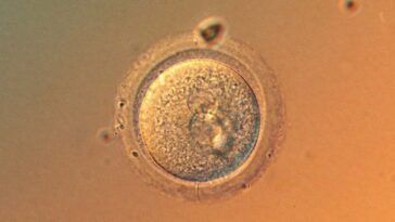 Les œufs humains n'accumulent pas autant de mutations avec l'âge que nous le pensions