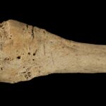 Les os humains trouvés dans les grottes espagnoles montrent des signes de cannibalisme ancien