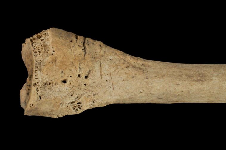 Les os humains trouvés dans les grottes espagnoles montrent des signes de cannibalisme ancien