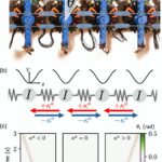 Les physiciens créent des solitons stables et «respirants» dans des contextes sans conservation de l'énergie Les physiciens créent des solitons stables et «respirants» dans des contextes sans conservation de l'énergie