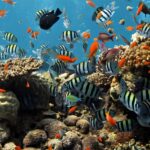 Les processus souterrains imparfaits aident à filtrer les eaux usées en Floride Keys